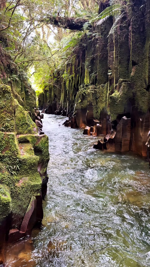 Conor Gun, Whirinaki Te Pua A Tane Conservation Park