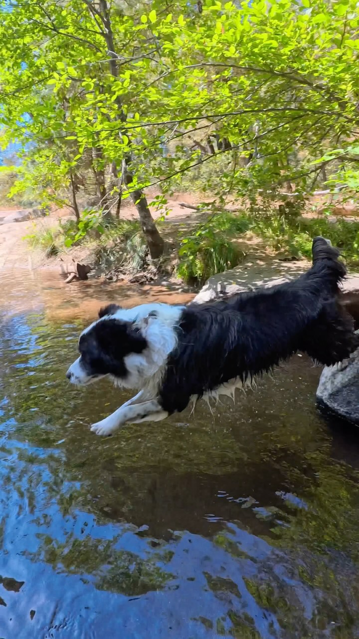 Oreo | Dog-Friendly CA, Yosemite National Park