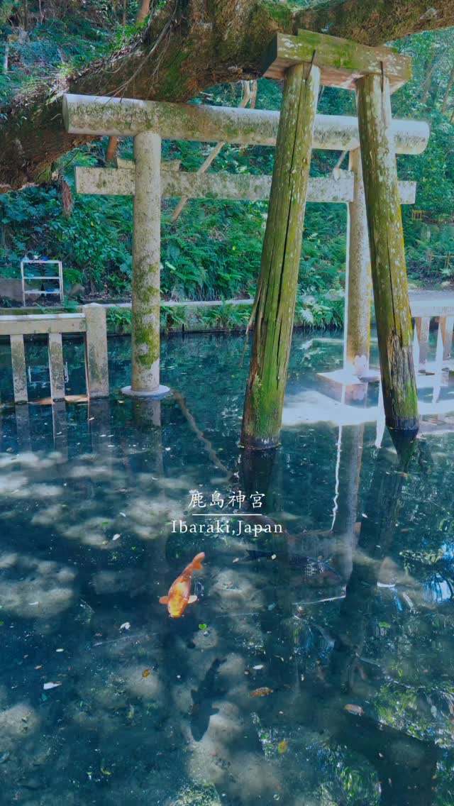 𝗥𝗲𝗼🎥𝗧𝗿𝗮𝘃𝗲𝗹 𝗝𝗮𝗽𝗮𝗻🇯🇵, Kashima Jingu Shrine