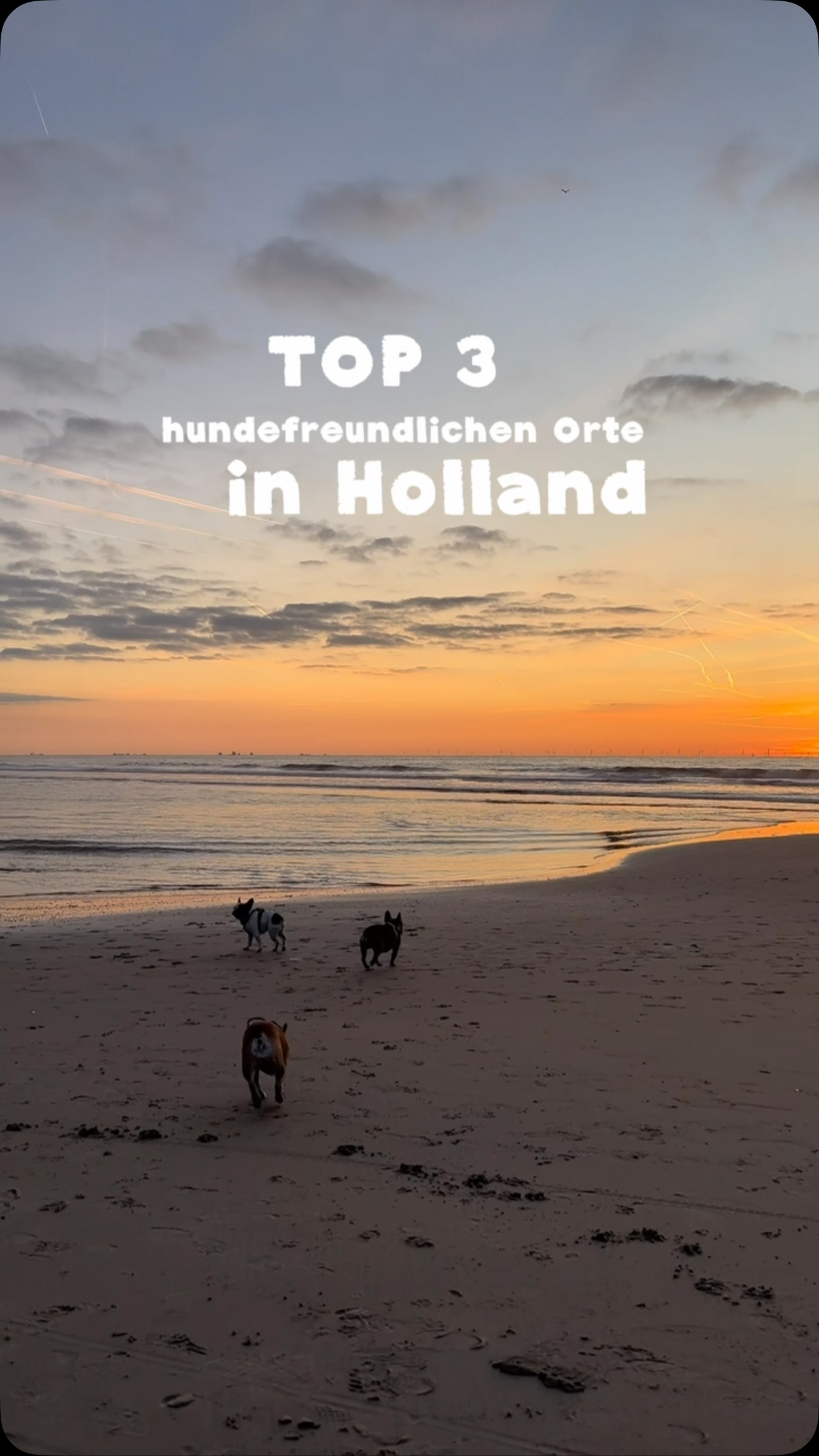 Alicia & das Frenchietrio ✨, Alkmaar