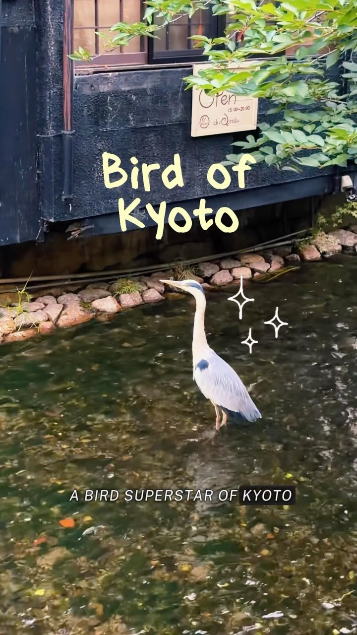 Palm Chalongrat R. 〰️🌴, Takase River
