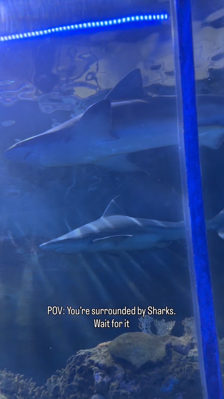 Shile of the Goodlife, Downtown Aquarium
