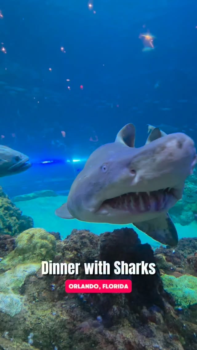 Kaleigh | Orlando Things to Do, SeaWorld Orlando