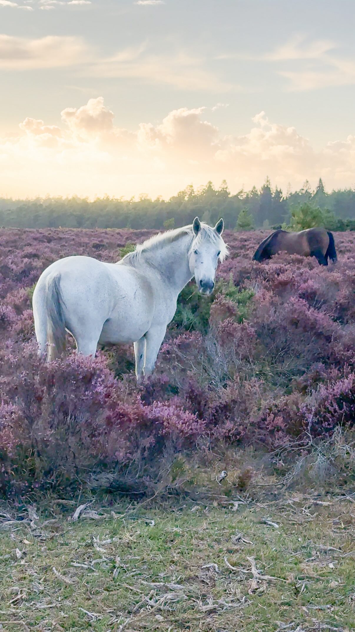 London is Pink 💗 Jules | Photographer, New Forest District