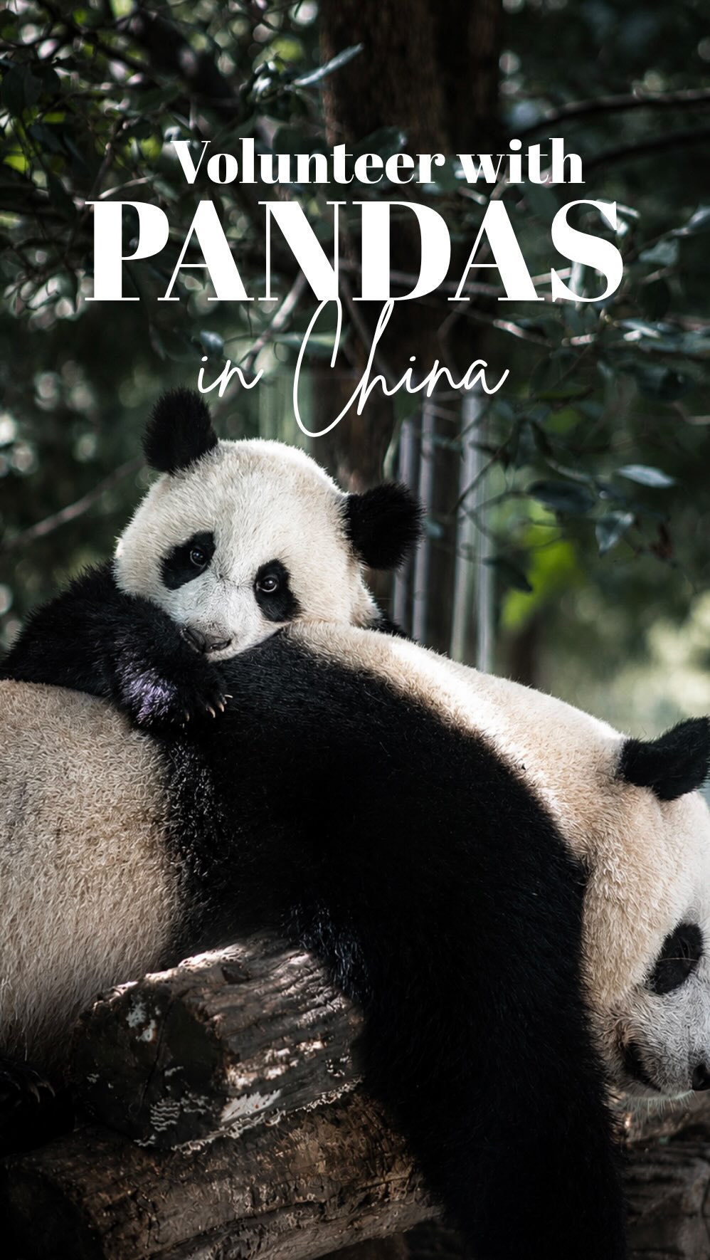 thewanderlust_rose, Beijing Zoo