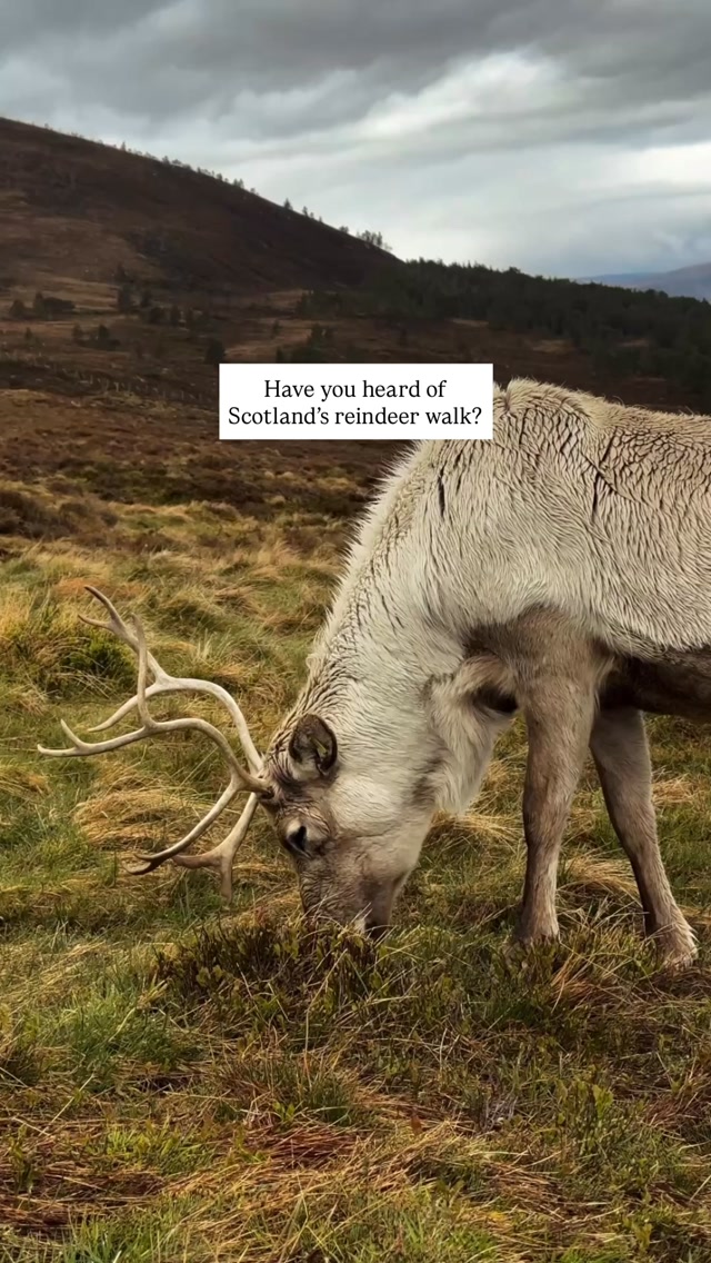 Meghan LaVay • Travel Worth Telling, Cairngorms National Park