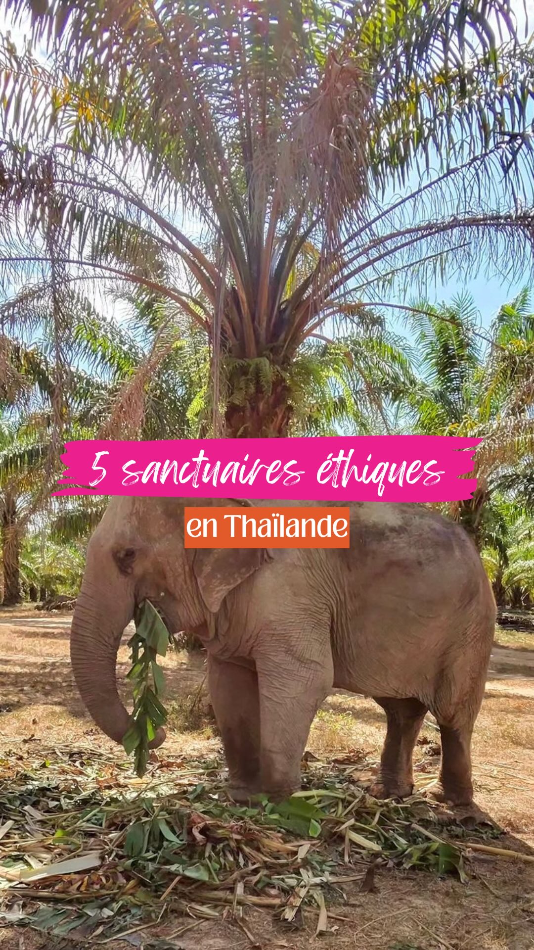 Angelina | Travel Planner - Spécialiste Thaïlande🩷, Elephant Nature Park