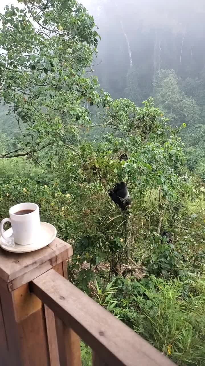 NEXTGENSAFARIS, Bwindi Impenetrable Forest