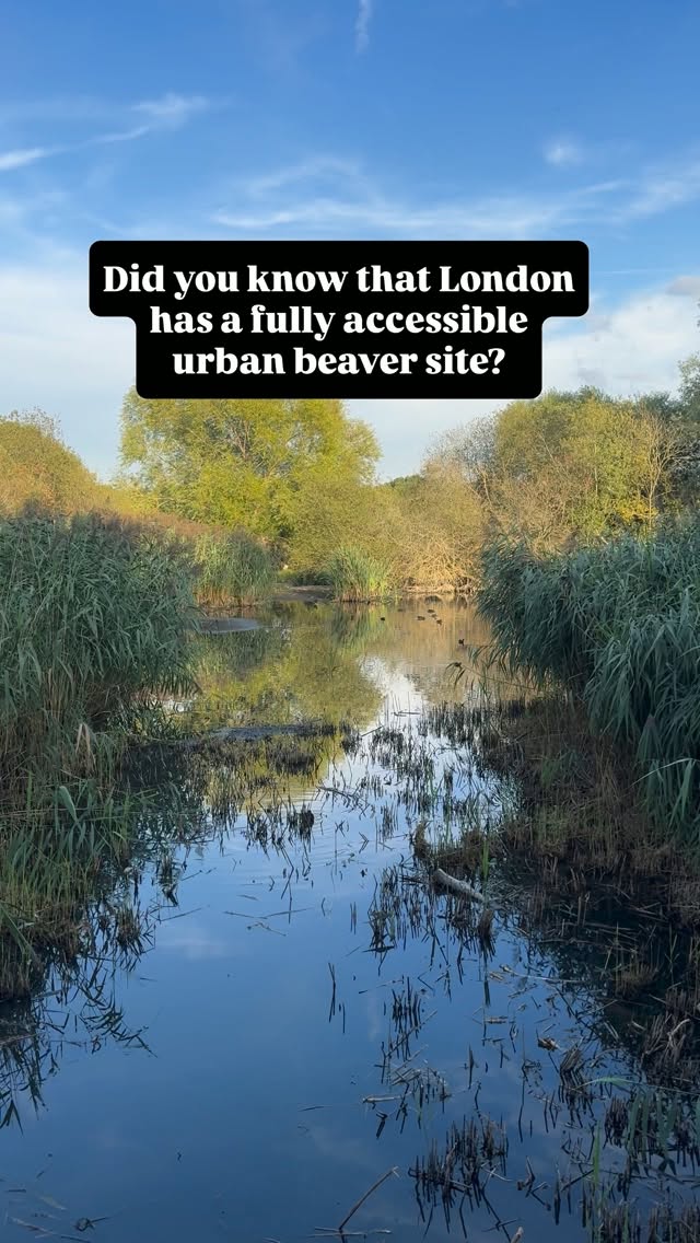 World Wildlife Travel Photography, Ealing Beaver Project - Walk and Safari meeting point