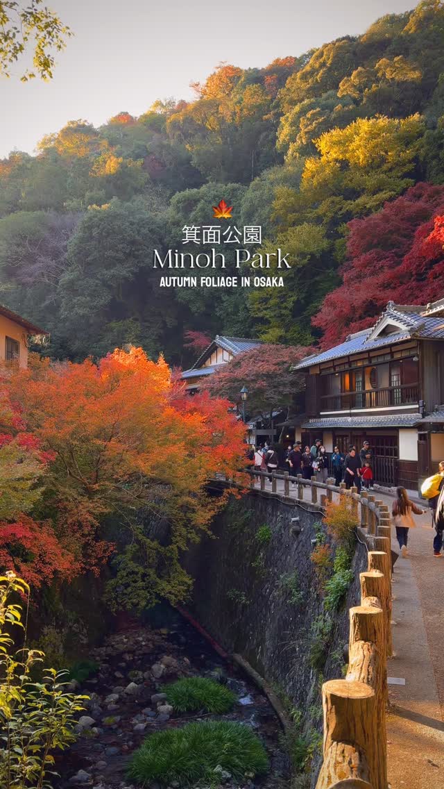 hayley, Minoh National Park