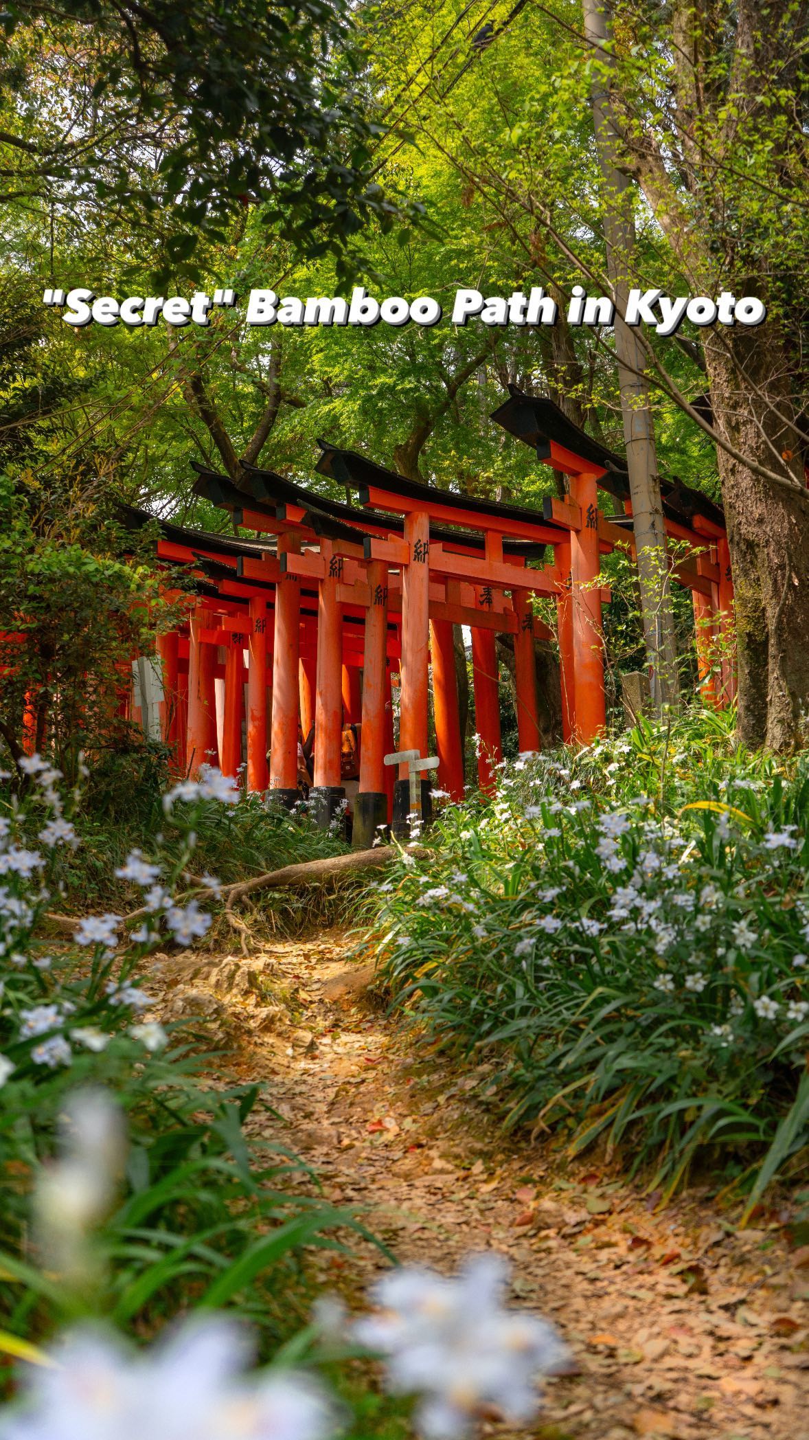 hayley, Fushimi Inari Taisha