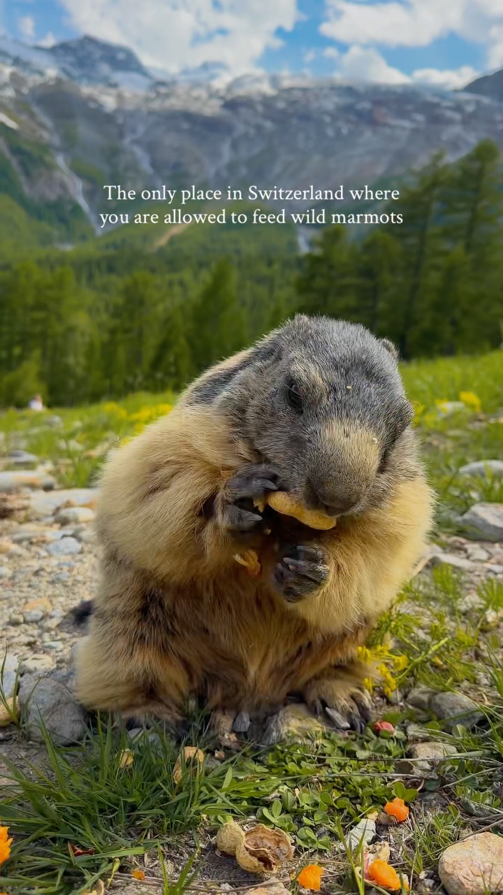 Katya Rudner I Travel Inspiration, Murmeltier Spielplatz