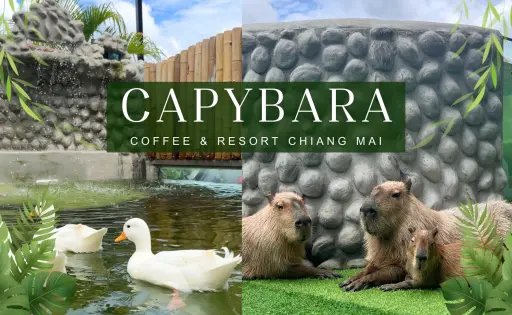 Capybara Coffee Bangkok